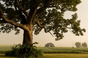 Bobby Shilflet's Photography
