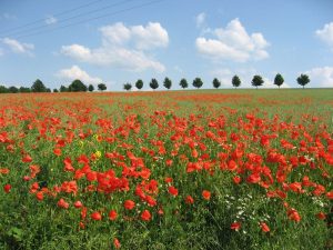 watercolor poppies