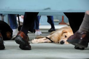 Dog at Hopewell Church