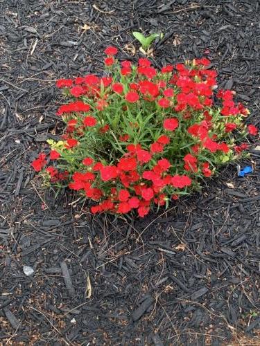 Photo assignment: Find something that represents colors on the rainbow for a photo series.Photo: Red Flowers by Max Carter